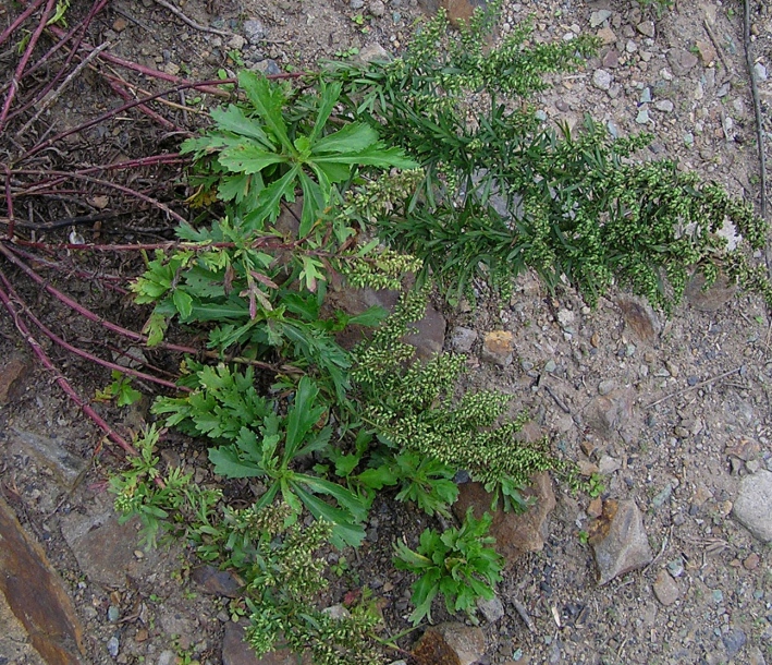 Изображение особи Artemisia japonica.