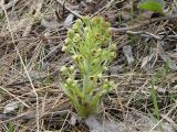 Petasites spurius