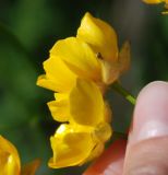 Ranunculus polyanthemos. Цветки. Ярославская обл., побережье Плещеева озера. 05.06.2011.