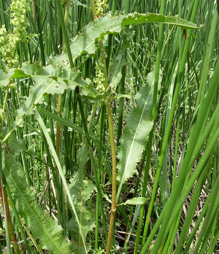 Изображение особи Rumex crispus.