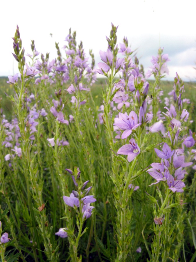 Image of Veronica jacquinii specimen.