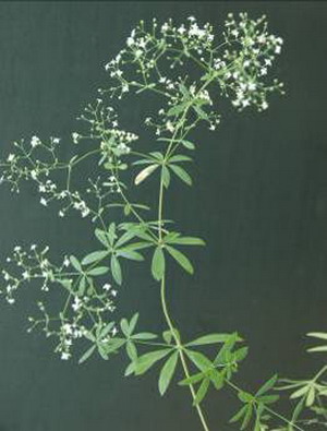 Image of Galium intermedium specimen.