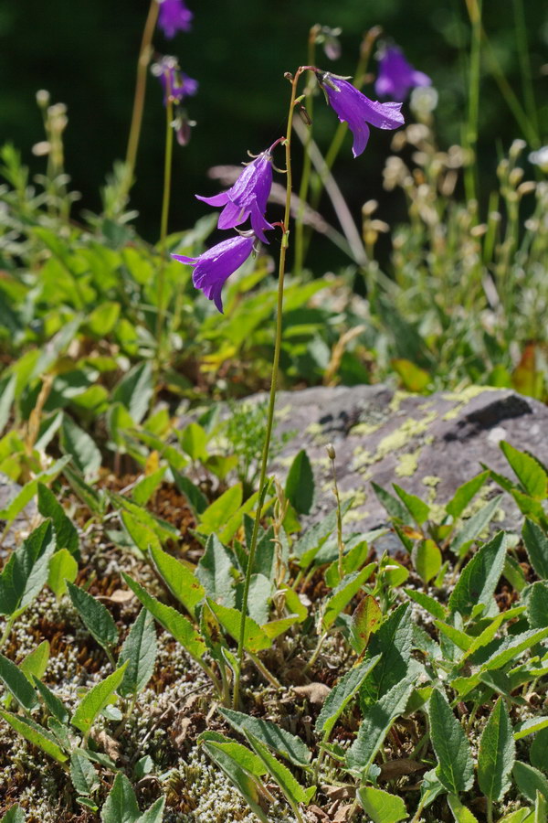 Image of Campanula collina specimen.
