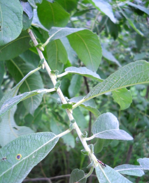 Image of Salix cinerea specimen.