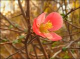 Chaenomeles speciosa. Цветок. Краснодарский край, Черноморское побережье Кавказа, г. Новороссийск. 04.12.2010.