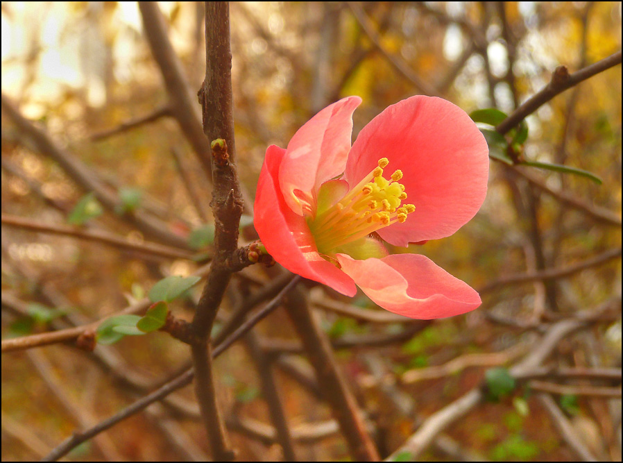 Image of Chaenomeles speciosa specimen.