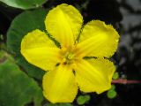 Nymphoides peltata