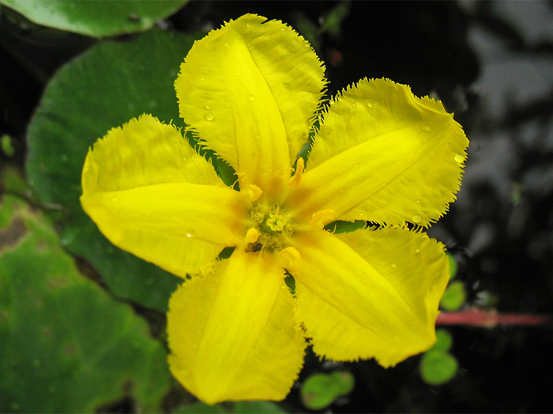 Image of Nymphoides peltata specimen.