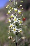 genus Eremurus. Часть соцветия. Таджикистан, ущелье Вахша ниже Нурека, АЗС между кишлаками Каратош и Кибил, ущелье безымянного водотока. 24.04.2011.
