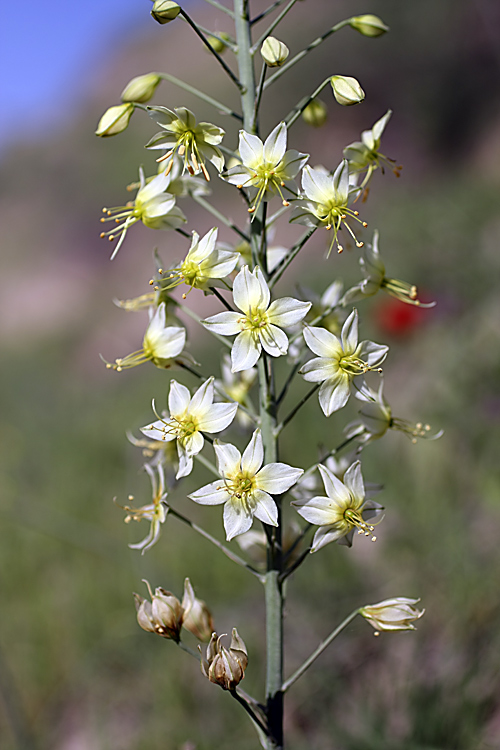 Изображение особи род Eremurus.