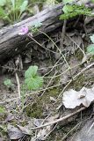 Geranium charlesii