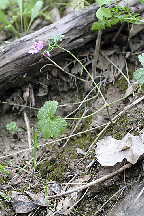 Изображение особи Geranium charlesii.