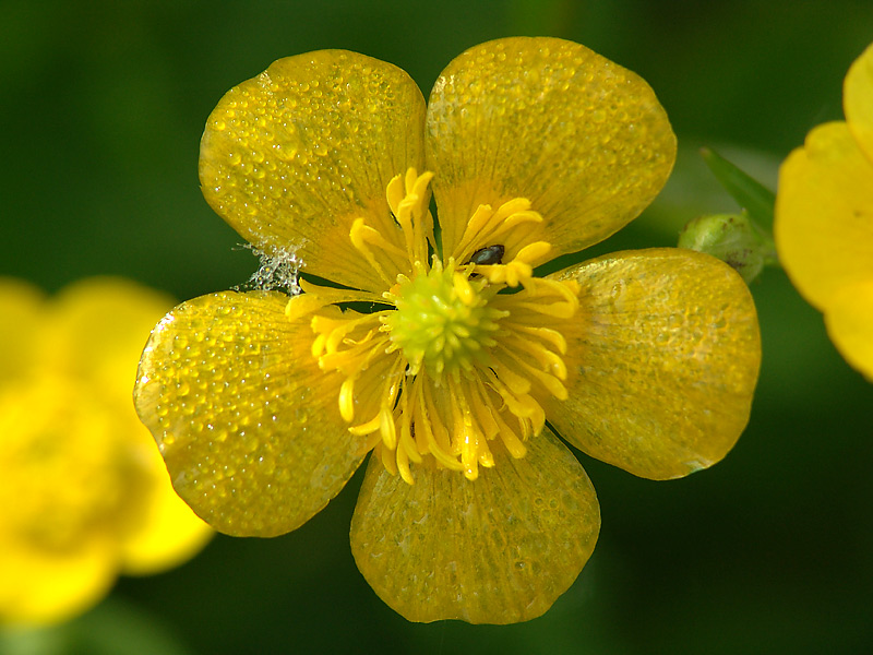 Изображение особи Ranunculus acris.