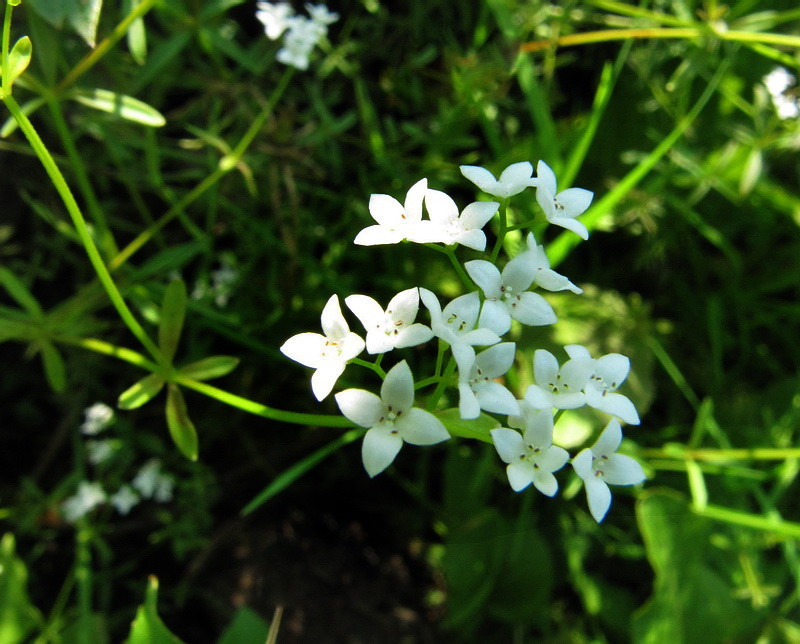 Image of Galium palustre specimen.