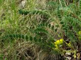 Astragalus anisomerus