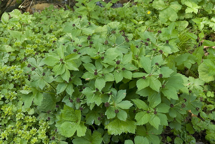 Изображение особи Sanicula rubriflora.