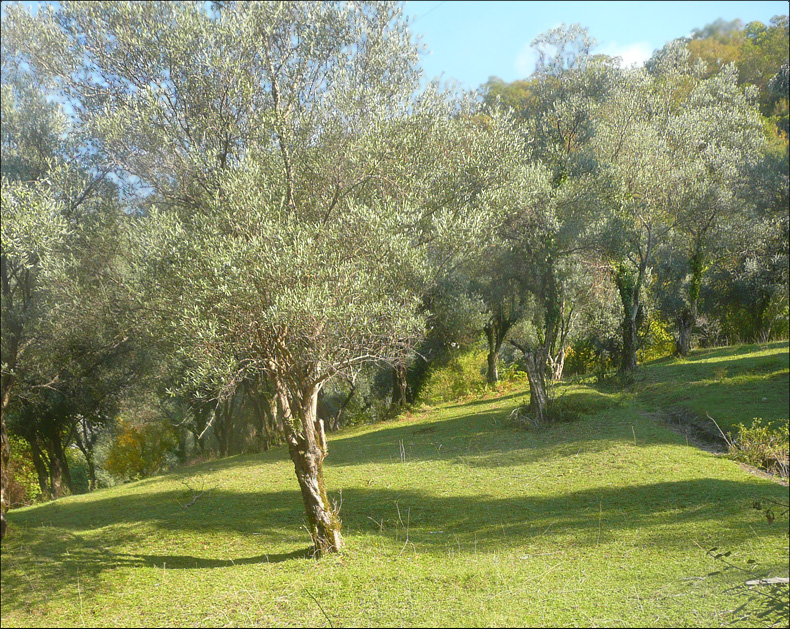 Image of Olea europaea specimen.