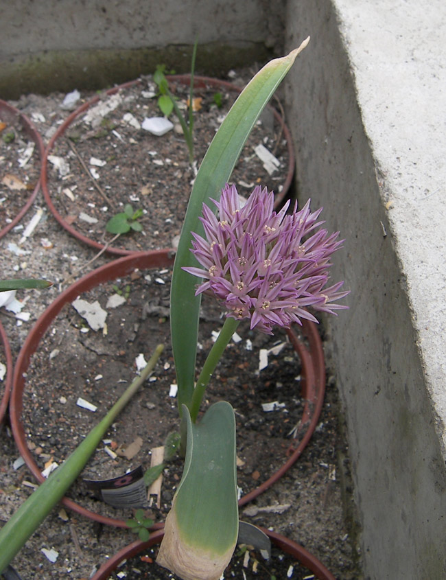 Image of Allium akaka ssp. shelkovnikovii specimen.