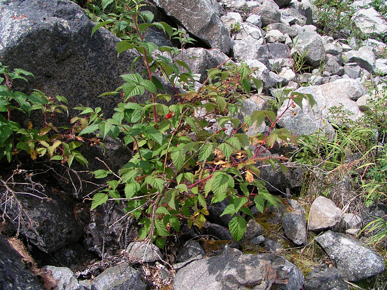 Изображение особи Rubus matsumuranus.