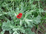 Glaucium corniculatum. Цветущее растение. Крым, Керченский п-ов, Караларская степь. 12.05.2011.