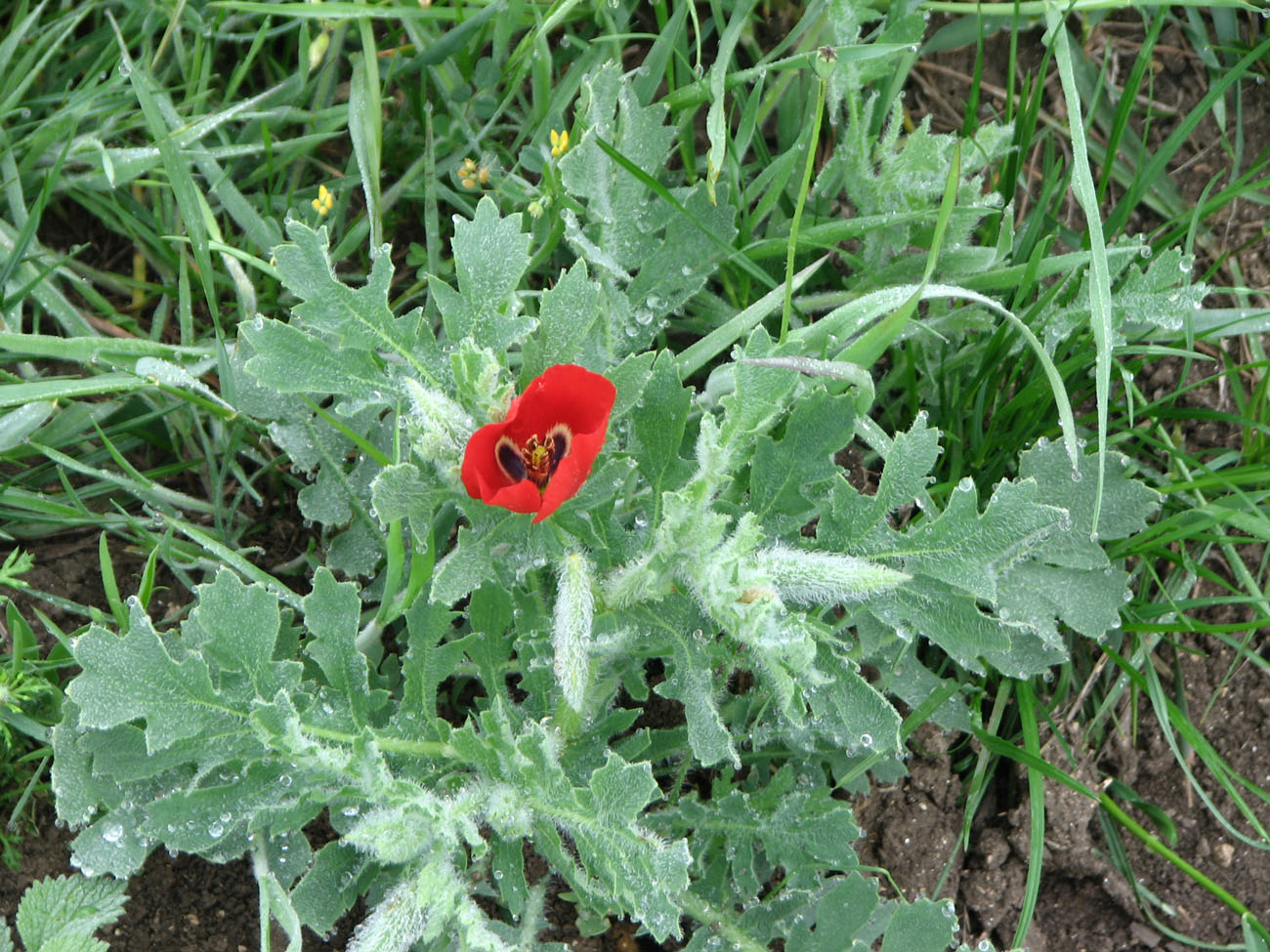 Image of Glaucium corniculatum specimen.