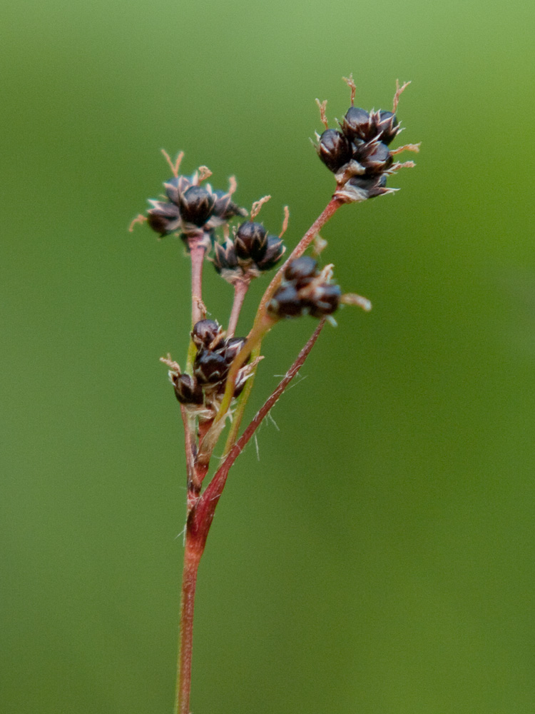 Image of Luzula oligantha specimen.