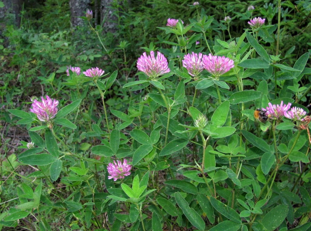 Изображение особи Trifolium medium.