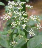 Sium latifolium. Соцветие. Украина, Днепропетровск, на берегу р. Днепр. 16.07.2008.