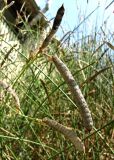 Spartium junceum