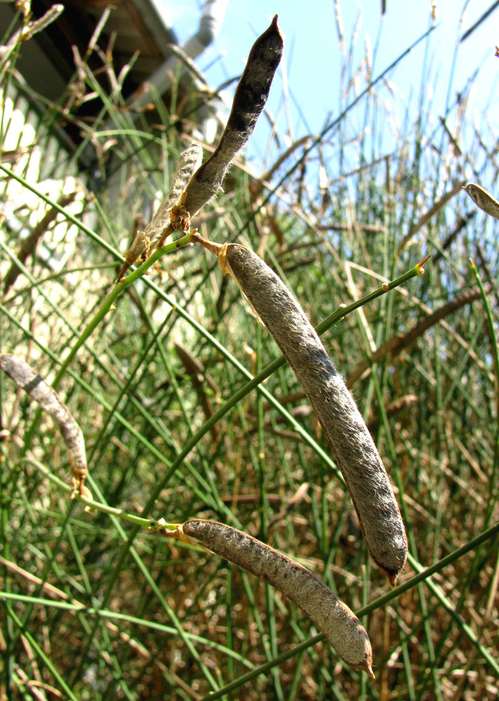 Image of Spartium junceum specimen.