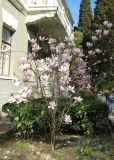 Magnolia × soulangeana. Цветущее растение. Крым, Ялта, ул. Пушкинская, в культуре. 16 апреля 2012 г.