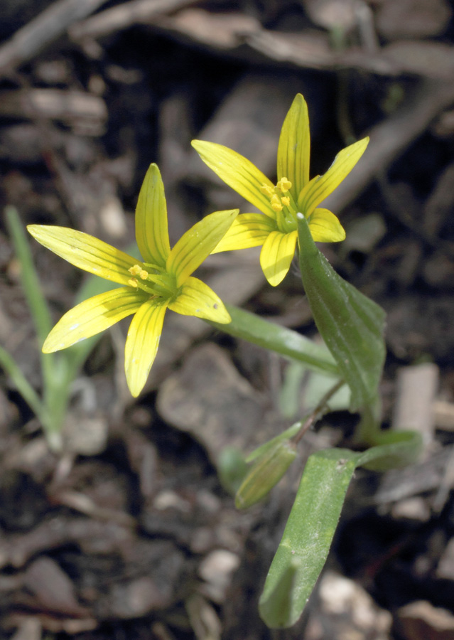 Изображение особи Gagea filiformis.