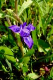 Moraea sisyrinchium