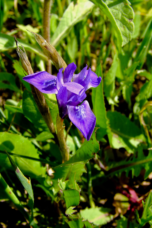 Image of Moraea sisyrinchium specimen.