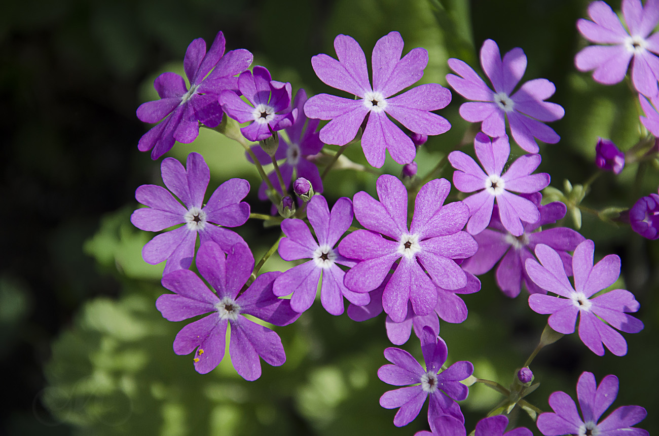 Изображение особи Primula cortusoides.