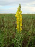 Linaria ruthenica