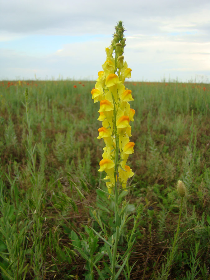 Изображение особи Linaria ruthenica.