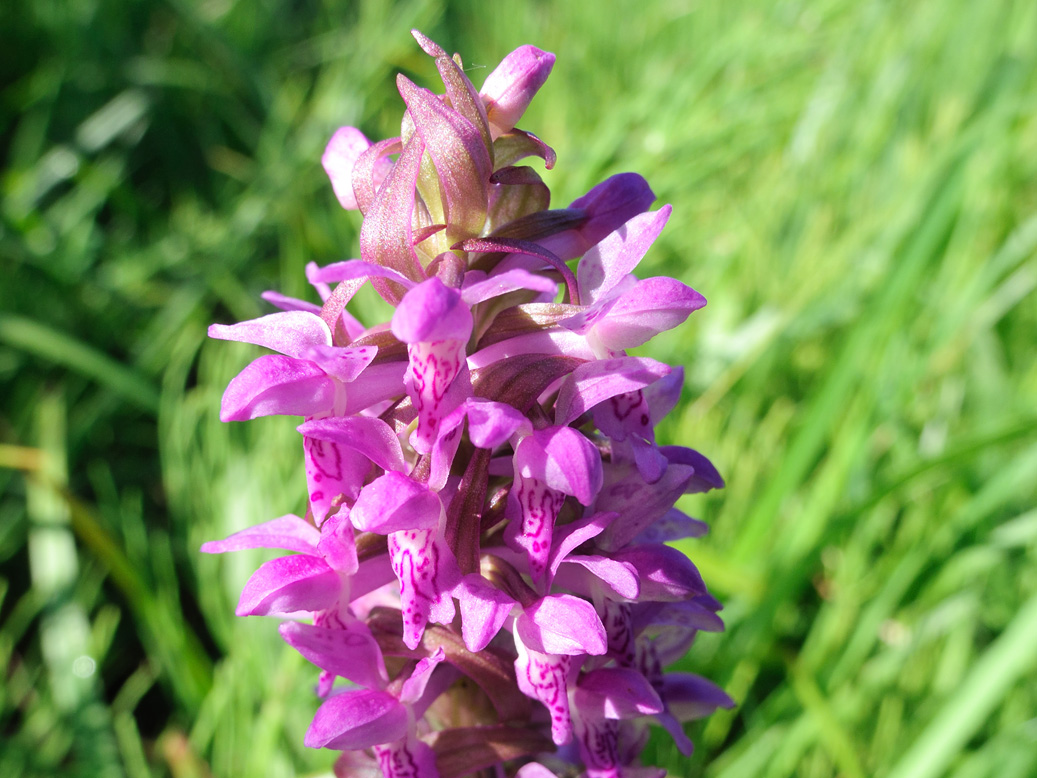Image of Dactylorhiza incarnata specimen.