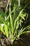 Carex pseudocyperus. Цветущее растение. Ленинградская обл., Кингисеппский р-н, Котельский заказник. 20.06.2007.