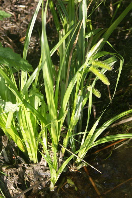 Изображение особи Carex pseudocyperus.