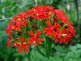 Lychnis chalcedonica