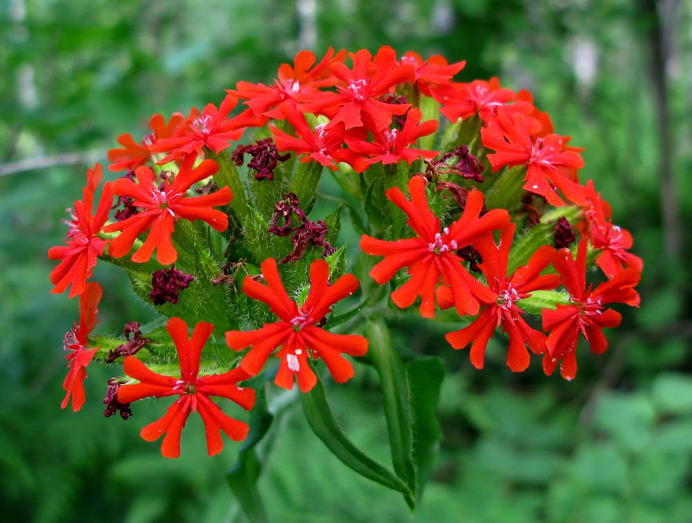 Изображение особи Lychnis chalcedonica.