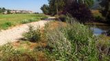 Vitex agnus-castus