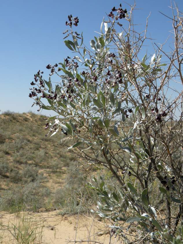 Изображение особи Ammodendron bifolium.