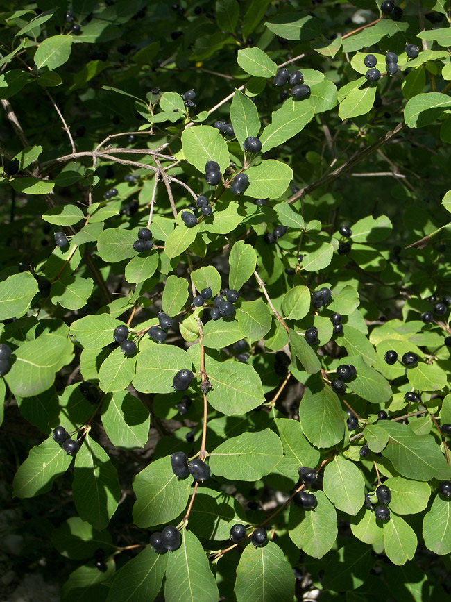 Изображение особи Lonicera orientalis.
