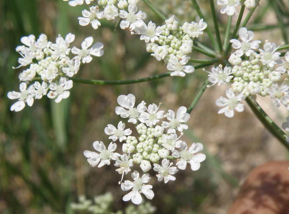 Изображение особи Astrodaucus littoralis.