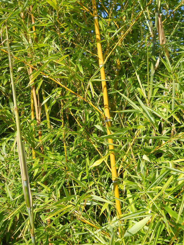 Image of Phyllostachys aurea specimen.