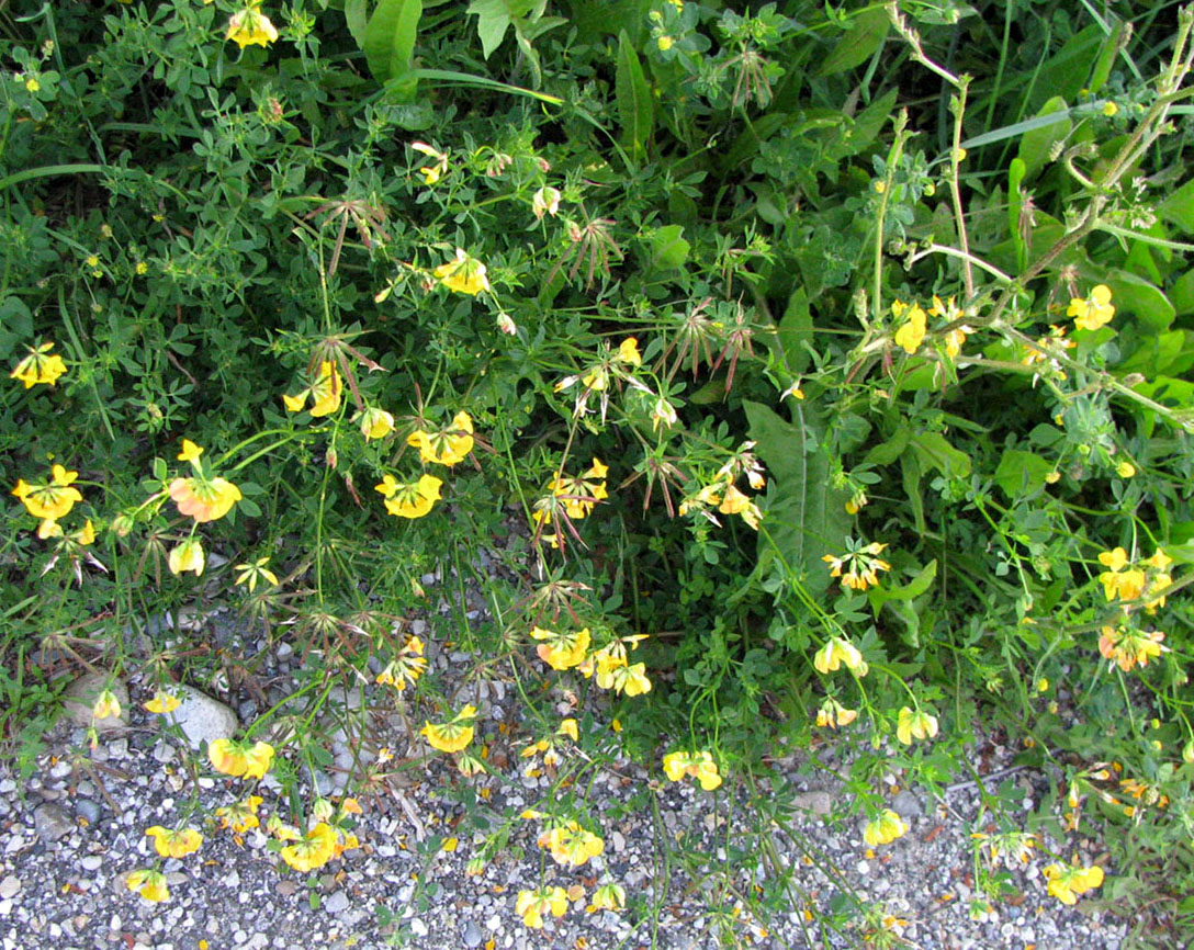 Изображение особи Lotus corniculatus.