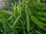 Sium latifolium
