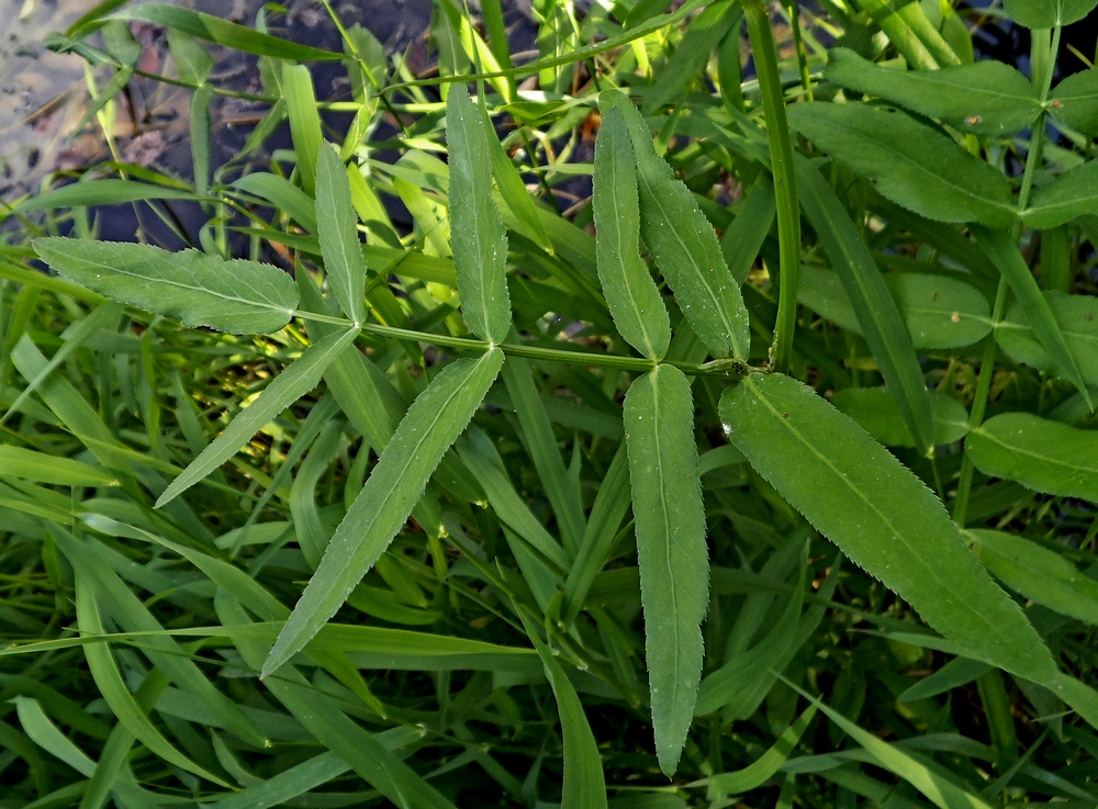 Изображение особи Sium latifolium.